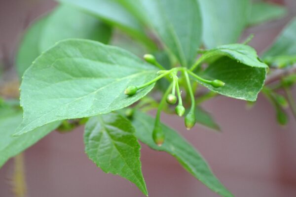 Styrax japonicus - Flower Buds