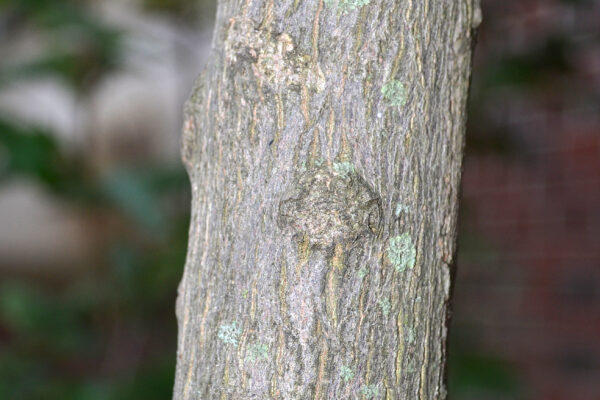 Styrax japonicus - Bark