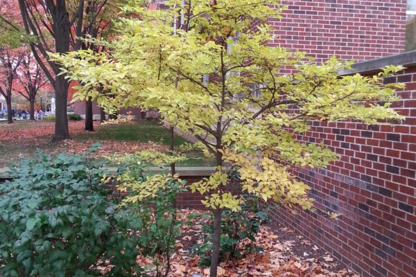 Styrax japonicus - Fall Habit