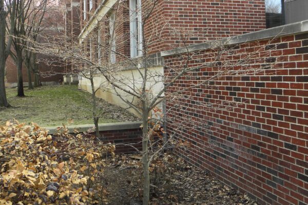 Styrax japonicus - Winter Habit