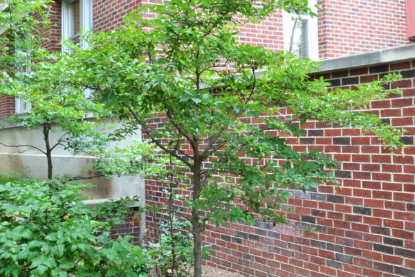 Styrax japonicus - Overall Summer Habit