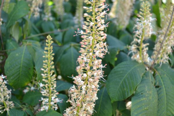 Aesculus parviflora - Flowers