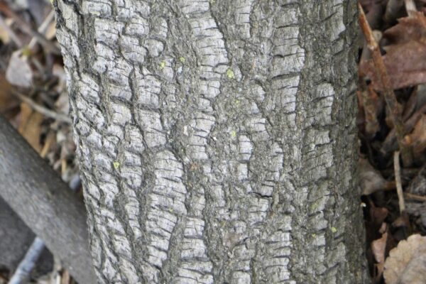 Aesculus parviflora - Bark