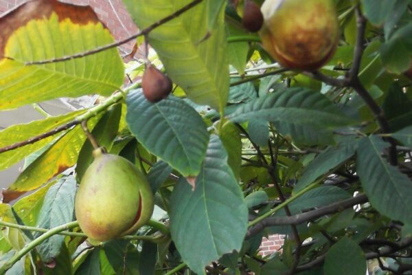 Aesculus parviflora - Fruit