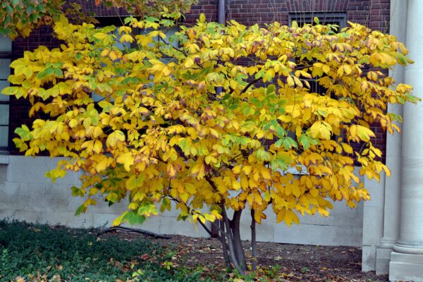 Aesculus parviflora - Shrub in Fall