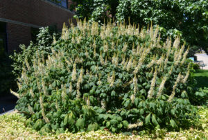 Aesculus parviflora - Shrub in Summer