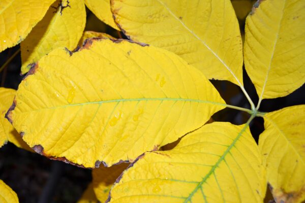 Aesculus parviflora - Fall Leaves