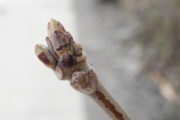 Aesculus parviflora - Buds
