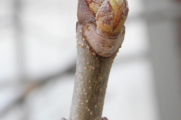 Aesculus parviflora - Buds