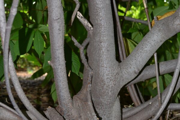 Aesculus parviflora - Bark