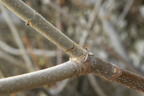 Aesculus parviflora - Bark