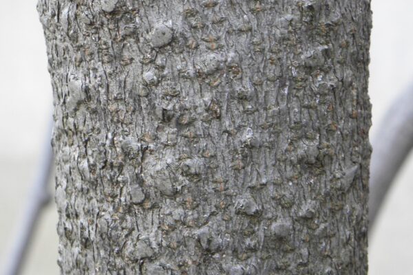 Aesculus parviflora - Bark