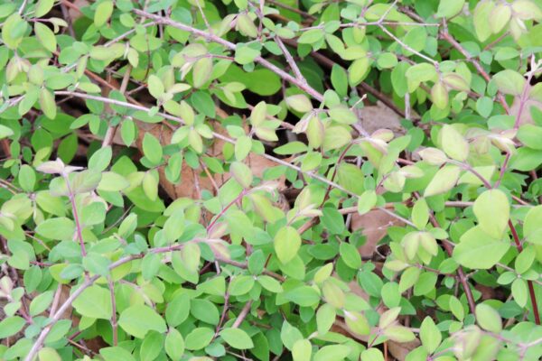 Symphoricarpos × chenaultii ′Hancock′ - Foliage