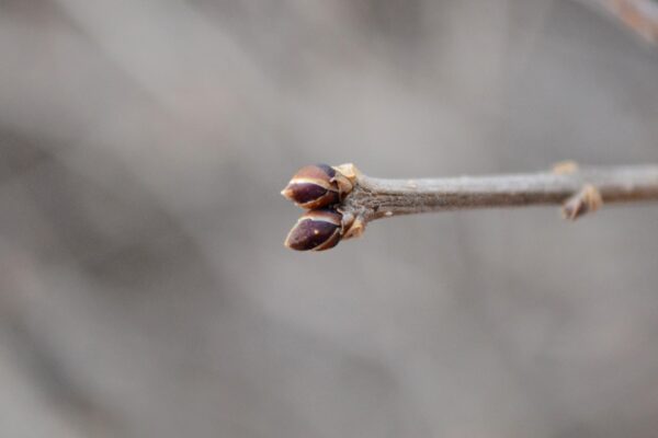 Syringa meyeri - Buds