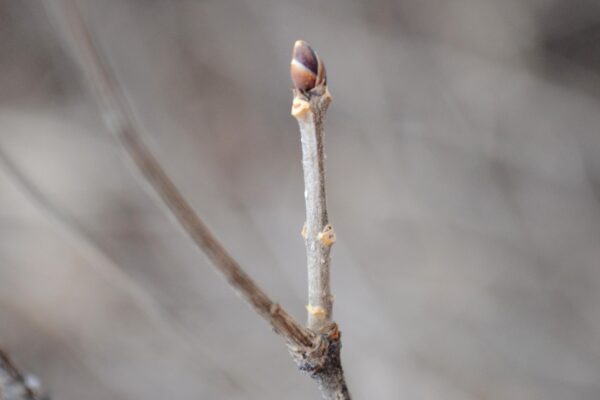 Syringa meyeri - Buds