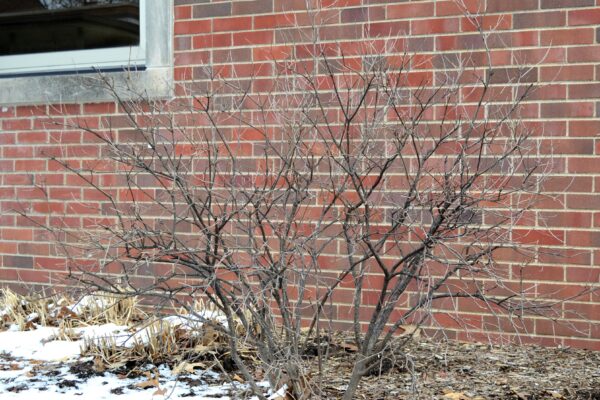Syringa meyeri - Winter Habit