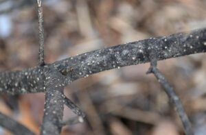 Syringa meyeri - Bark