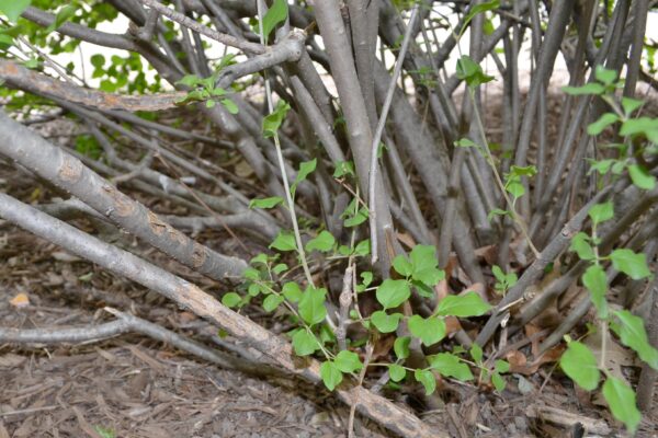 Syringa meyeri ′Palibin′ - Bark