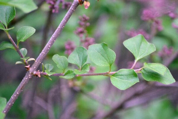 Syringa meyeri ′Palibin′ - Foliage