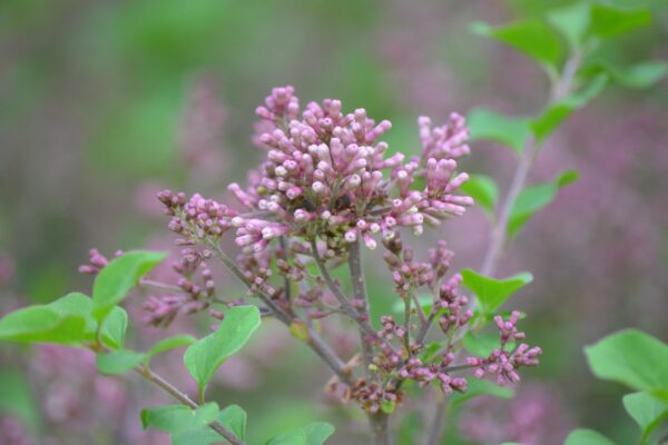 Syringa meyeri ′Palibin′ - Flower Buds