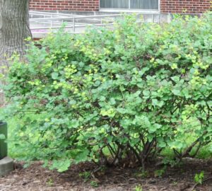 Syringa meyeri ′Palibin′ - Shrub Habit