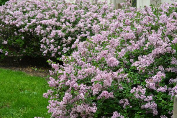 Syringa meyeri ′Palibin′ - Flowering Habit