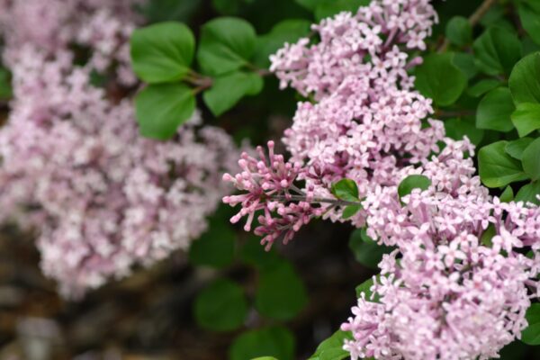 Syringa meyeri ′Palibin′ - Flowers
