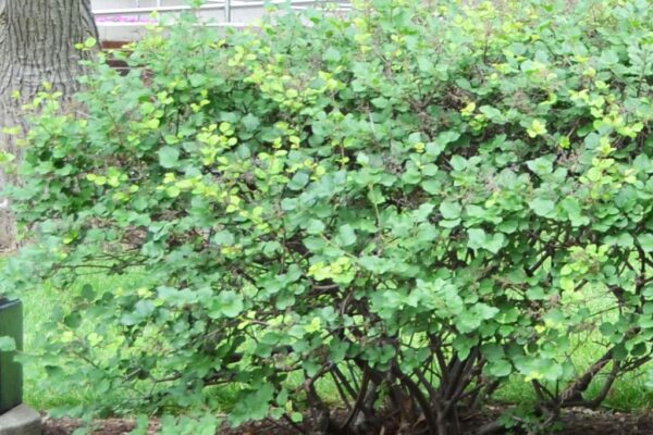 Syringa meyeri ′Palibin′ - Shrub Habit