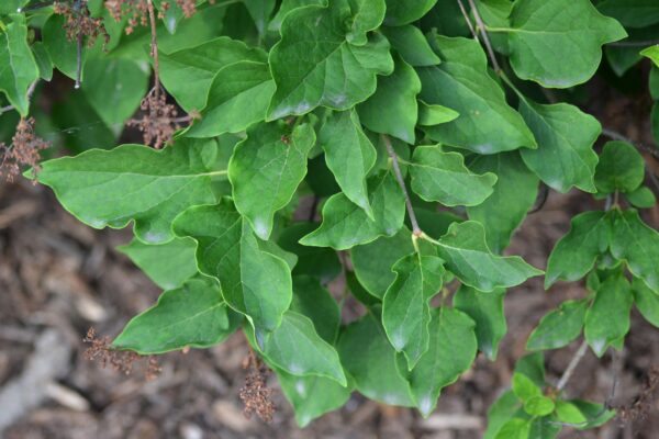 Syringa pubescens ssp. patula - Foliage