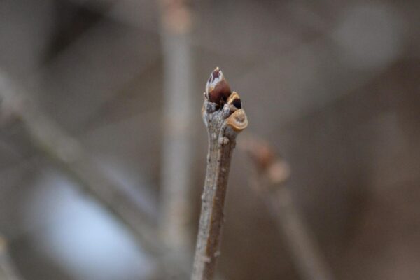 Syringa pubescens ssp. patula - Buds