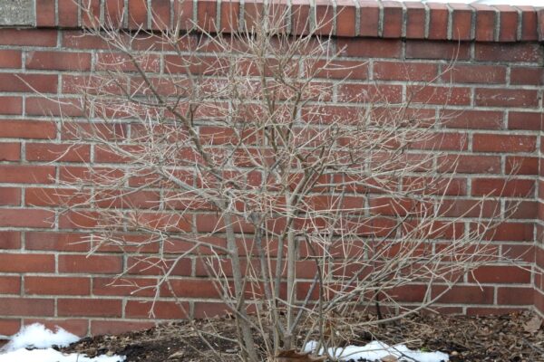 Syringa pubescens ssp. patula - Winter Habit