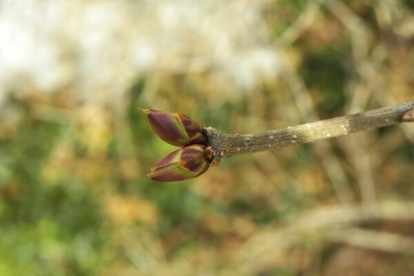 Syringa pubescens ssp. patula - Buds