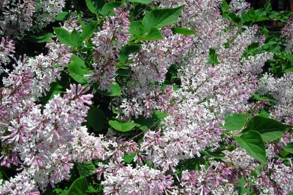 Syringa pubescens ssp. patula - Flowers