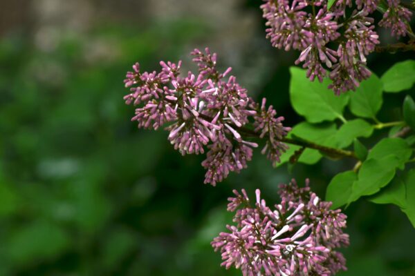 Syringa pubescens ssp. patula - Buds