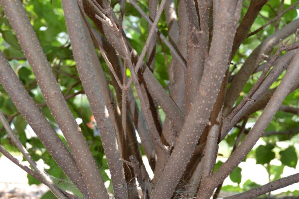 Syringa pubescens ssp. patula - Bark