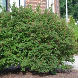 Syringa pubescens ssp. patula - Shrub Habit