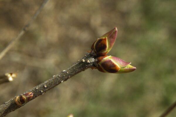 Syringa pubescens ssp. patula - Buds