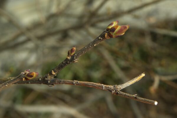 Syringa pubescens ssp. patula - Buds