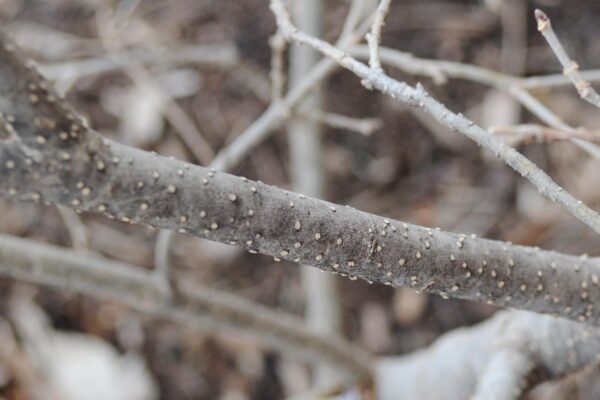 Syringa pubescens ssp. patula - Bark
