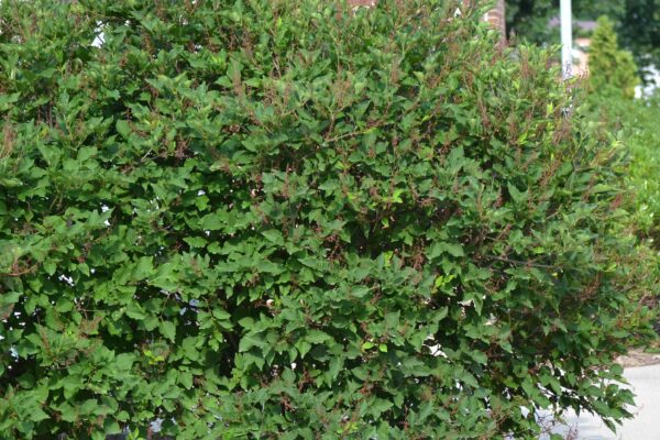 Syringa pubescens ssp. patula - Shrub Habit