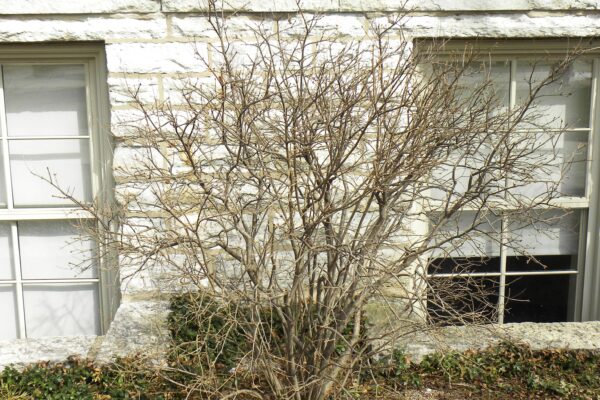 Syringa pubescens ssp. patula - Winter Habit