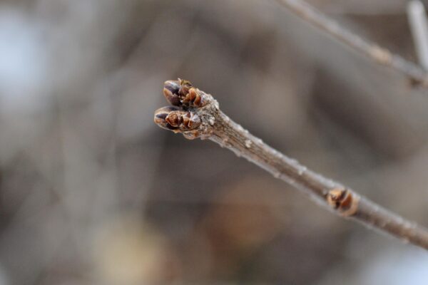 Syringa pubescens ssp. patula - Buds