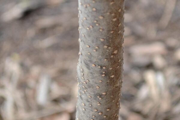 Syringa pubescens ssp. patula - Bark