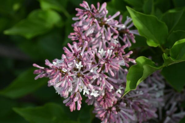 Syringa pubescens ssp. patula ′Miss Kim′ - Flower Buds