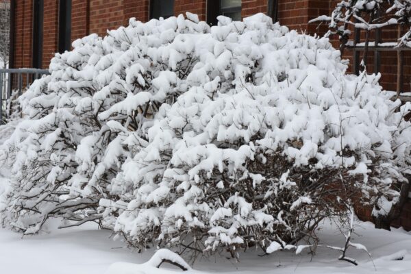 Syringa pubescens ssp. patula ′Miss Kim′ - Winter Interest