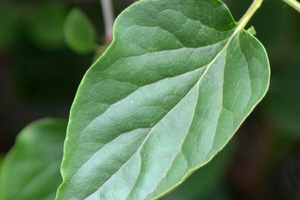 Syringa pubescens ssp. patula ′Miss Kim′ - Leaf