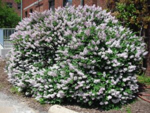 Syringa pubescens ssp. patula ′Miss Kim′ - Flowering Shrub