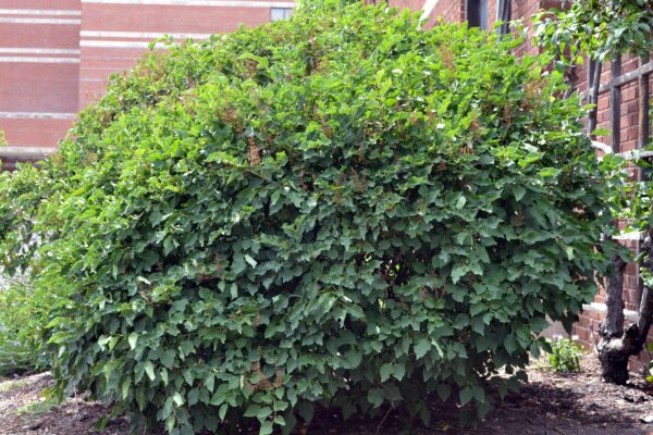 Syringa pubescens ssp. patula ′Miss Kim′ - Shrub Habit