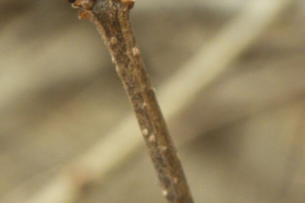 Syringa pubescens ssp. patula ′Miss Kim′ - Buds