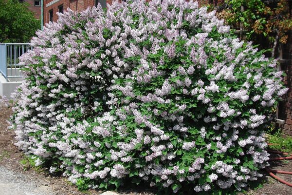 Syringa pubescens ssp. patula ′Miss Kim′ - Flowering Shrub